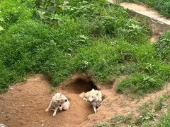 -西霞口神雕山野生动物世界