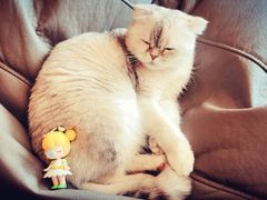 -飞行喵MR PILOT|猫舍·猫咖(静安大融城店)