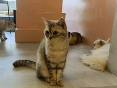 -猫儿山۰猫主题餐厅