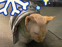 -必胜客(玫瑰坊店)