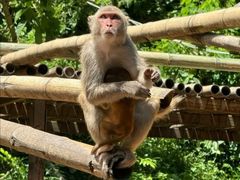 -西双版纳原始森林公园