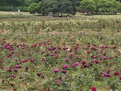 -宜兴龙背山森林公园