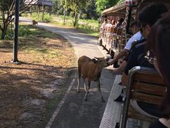 -清迈夜间动物园