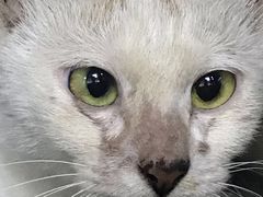 -美联众合动物医院(·中兽医·疑难杂症·严家桥分院)