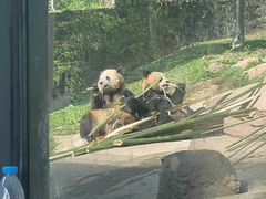 -都江堰中华大熊猫苑
