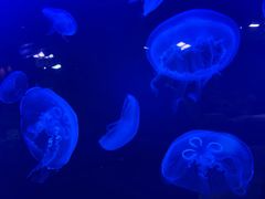 -迪拜水族馆及水下动物园