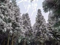 -重庆睡佛山森林公园