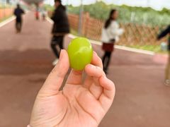-迪茵湖田家舍生态农场