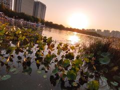 -南翔镇银翔湖公园