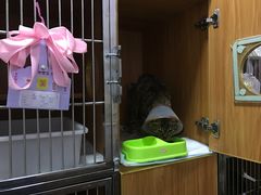 -瑞派雷欧宠物医院·24h夜诊·心脏骨科牙科·全科重症转诊中心(无影山店)