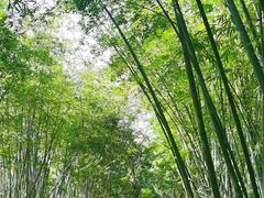 -林丰温泉度假山庄