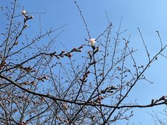 -高东镇樱花园