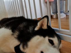 -Husky Go! 哈士奇体验馆·宠物咖啡厅狗咖