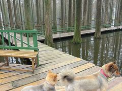 -渌洋湖湿地公园