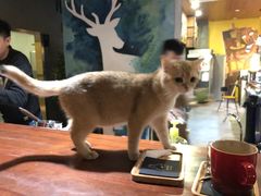 -咖法森林·咖啡  酒吧(天河店)