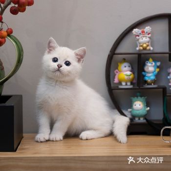 眼睛如满天星辰的网红猫咪银点弟弟