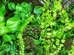 -MOJ coffee(瓯海泽雅水碓坑店)