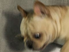 -一品鱻石锅鱼