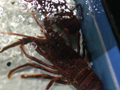 -渔傅·蓝海岸霞浦海鲜(正祥店)
