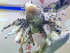 -烟台海昌鲸鲨海洋公园