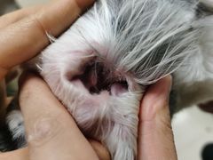 -乐琪宠物(青塔西路店)