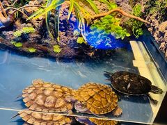 -大连圣亚海洋世界