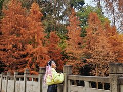 -重庆彩云湖湿地公园