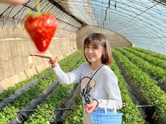 -昌平兴寿秀秀草莓采摘园