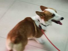-瑞派·关忠动物医院·猫专科·犬专科(三环新城店)