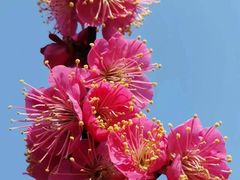 -梅花山(明孝陵内)