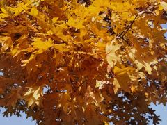 -大兴滨河森林公园