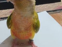 -关爱动物医院·心脏·中兽医·异宠(金牛路分院)