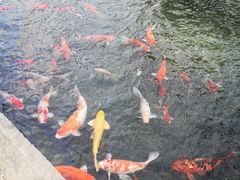 -前海华侨城JW万豪酒店·都会尚膳自助餐厅·牛排海鲜酒水畅飨