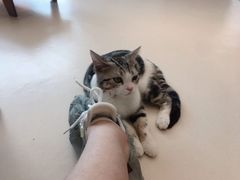 -飞行喵MR PILOT|猫舍·猫咖(静安大融城店)