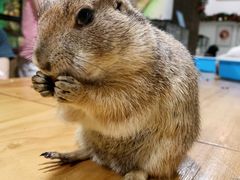 -藦茜花园宠物主题亲子互动体验馆(国顺东路店)