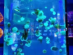 -左海海底世界