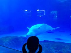 -海合安成都极地海洋公园