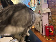 -猫小院猫主题咖啡厅(北锣店)