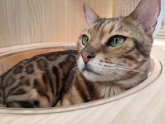 -猫和宫(六道口店)