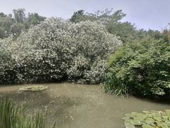 -洛阳市隋唐城遗址植物园