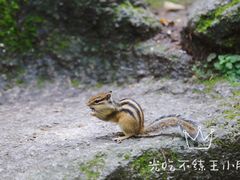 -汤旺河林海奇石景区