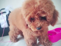 -惠康宠物医院(华能路店)