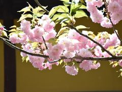 -龙华寺