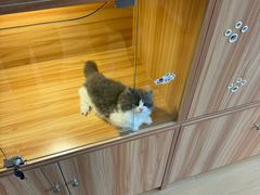-猫十亿·布偶金渐层·曼基康矮脚猫舍(青年路店)
