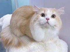 -爱洗澡的猫(望京店)