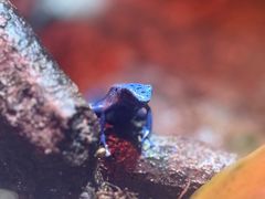 -上海大自然野生昆虫馆(东方明珠·爬宠昆虫探索中心)