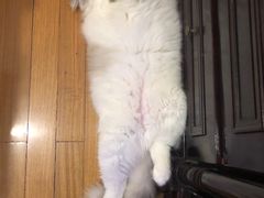-Bastet sally猫舍购宠(静安店)