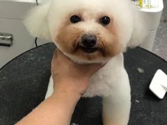 -小呆的宠物店·宠物售卖·宠物寄养(城西店)