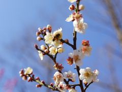 -梅花山(明孝陵内)