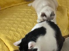 -瑞派·关忠动物医院·猫专科·犬专科(三环新城店)